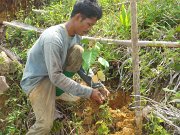 Planting seedlings (2)